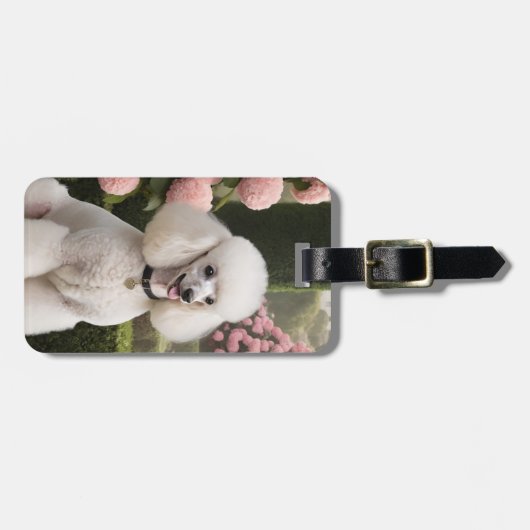 Poodle Luggage Tag Bagagelabel (Voorkant horizontaal)