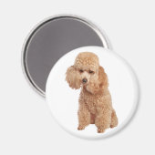 Poodle Magneet (Voorkant / Achterkant)
