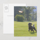 Poodle playfrisbei briefkaart (Voorkant / Achterkant)