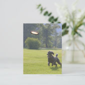Poodle playfrisbei briefkaart (Staand voorkant)