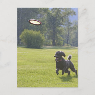 Poodle playfrisbei briefkaart