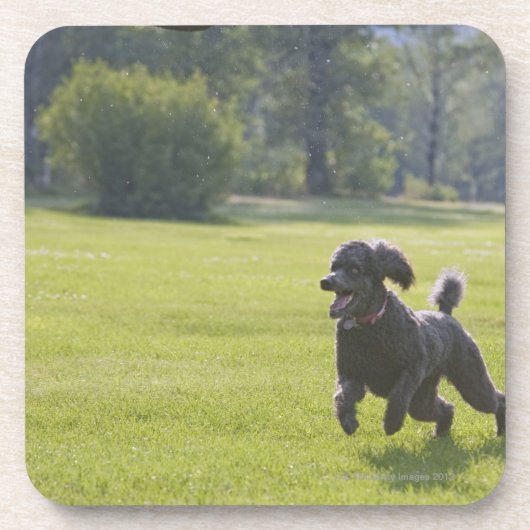 Poodle playfrisbei drankjes onderzetter (Voorkant)
