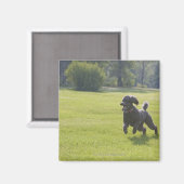 Poodle playfrisbei magneet (Voorkant / Achterkant)