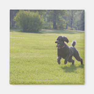 Poodle playfrisbei magneet