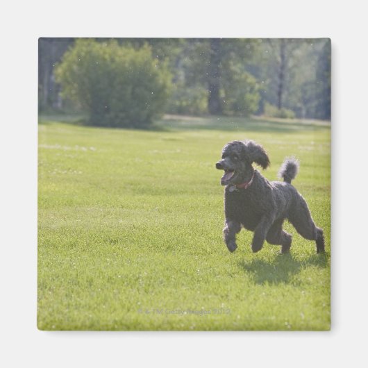 Poodle playfrisbei magneet (Voorkant)