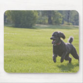 Poodle playfrisbei muismat (Voorkant)