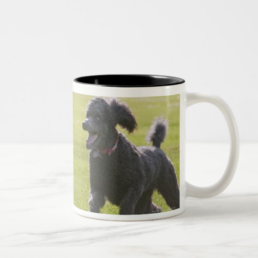 Poodle playfrisbei tweekleurige koffiemok (Rechts)