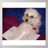 Poodle Poster (Voorkant)