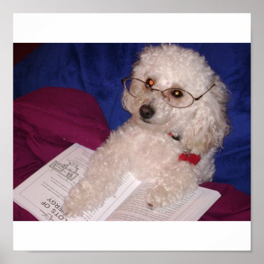 Poodle Poster (Voorkant)