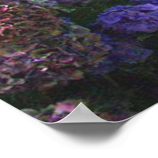 Poodle Poster Hydrangeas (Hoek)