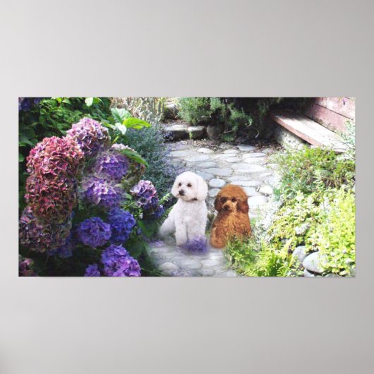 Poodle Poster Hydrangeas (Voorkant)