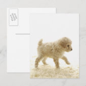 Poodle Puppy Briefkaart (Voorkant / Achterkant)