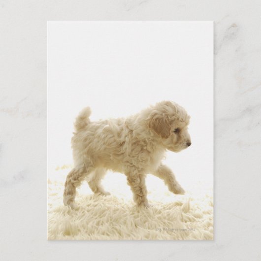 Poodle Puppy Briefkaart (Voorkant)
