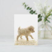 Poodle Puppy Briefkaart (Staand voorkant)