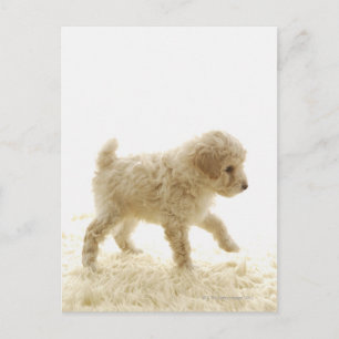 Poodle Puppy Briefkaart
