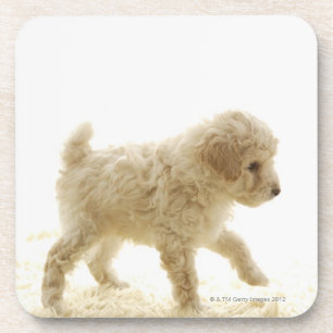 Poodle Puppy Drankjes Onderzetter