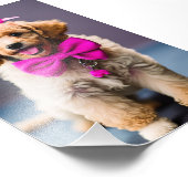 Poodle Puppy Satin Foto Uitbreiding Foto Afdruk (Hoek)