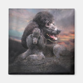 Poodle Rock Magnet (Voorkant)