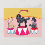 Poodle Sisters Circus Act Postcard Briefkaart<br><div class="desc">Poodles by nature are both clowns and showgirls (or boys)! These show stoppers have a lot to say.</div>