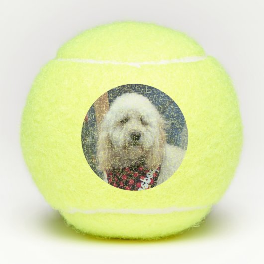 Poodle Tennisballen (Voorkant)