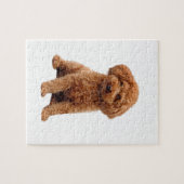 Poodle - Toy (Abrikoos) Legpuzzel (Horizontaal)