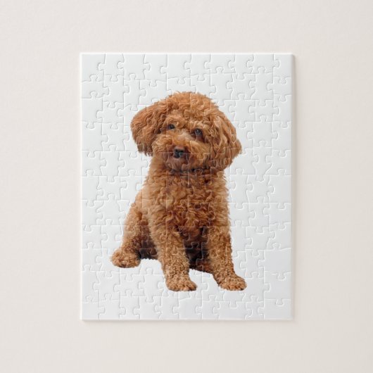 Poodle - Toy (Abrikoos) Legpuzzel (Verticaal)
