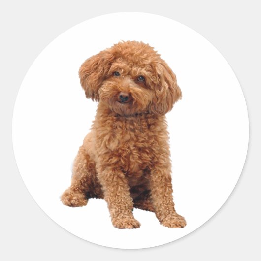 Poodle - Toy (Abrikoos) Ronde Sticker (Voorkant)