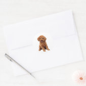Poodle - Toy (Abrikoos) Ronde Sticker (Envelop)