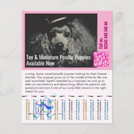 Poodle Vlieger Flyer