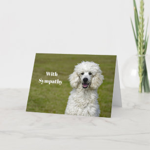 Poodle White Dog Fotosympathie Kaart