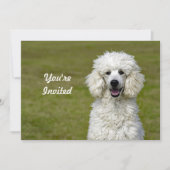 Poodle White Dog Photo Birthday Kaart (Voorkant)