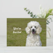 Poodle White Dog Photo Birthday Kaart (Staand voorkant)