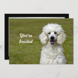 Poodle White Dog Photo Birthday Kaart