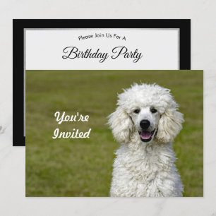 Poodle White Dog Photo Birthday Kaart