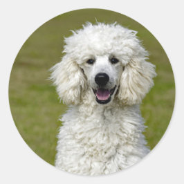 Poodle White Dog Photo Ronde Sticker
