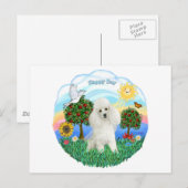 Poodle (wit #14) briefkaart (Voorkant / Achterkant)
