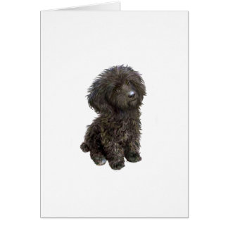 Poodle - zwarte speelgoed pup