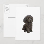 Poodle - zwarte speelgoed pup briefkaart (Voorkant / Achterkant)