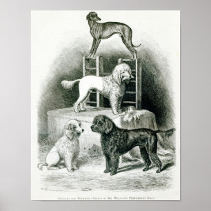 Poodles en Whippet - Fractie van de heer Walton Poster