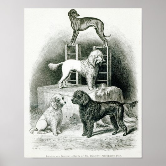 Poodles en Whippet - Fractie van de heer Walton Poster (Voorkant)