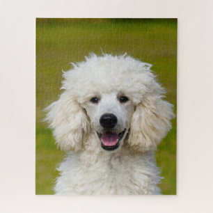 Poodles Honden. Legpuzzel