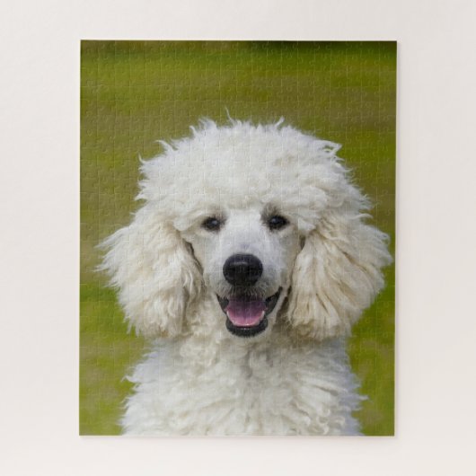 Poodles Honden. Legpuzzel (Verticaal)