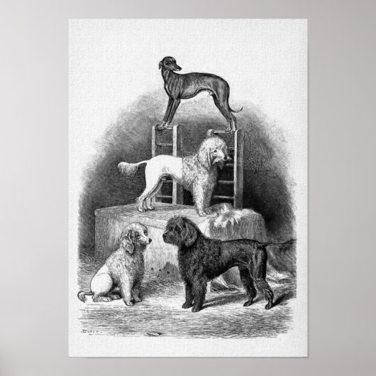 "Poodsen en een happet" Poster (Voorkant)