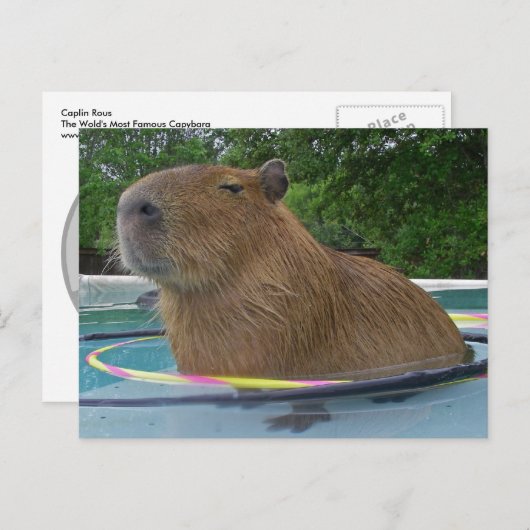 Pool Capybara Briefkaart (Voorkant / Achterkant)