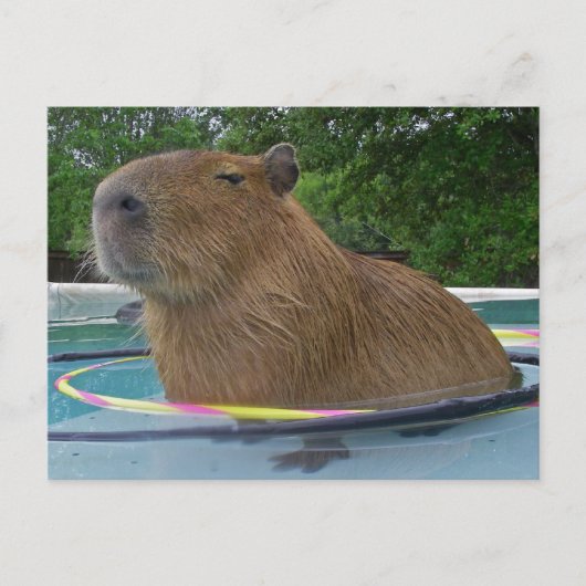 Pool Capybara Briefkaart (Voorkant)