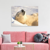 Poolbeer slaap canvas afdruk (Insitu (Woonkamer))