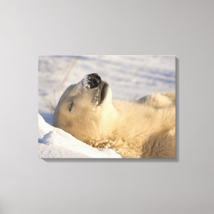 Poolbeer slaap canvas afdruk