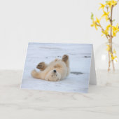 poolbeer, Ursus maritimus, kubbel rollen 3 Kaart (Gele Bloem)