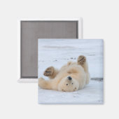 poolbeer, Ursus maritimus, kubbel rollen 3 Magneet (Voorkant / Achterkant)