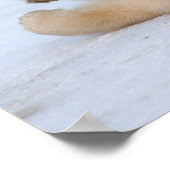 poolbeer, Ursus maritimus, kubbel rollen 3 Poster (Hoek)